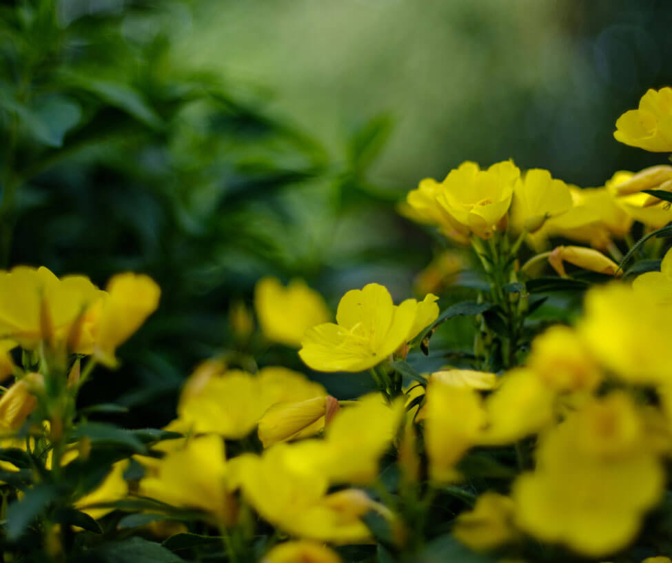 Evening Primrose Oil