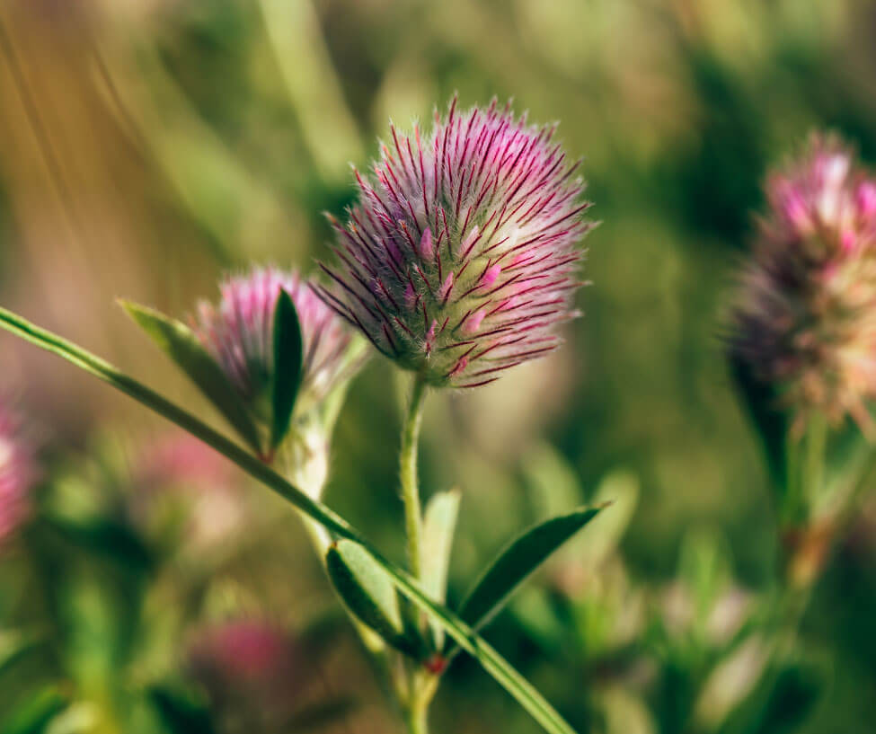 Pink Clover