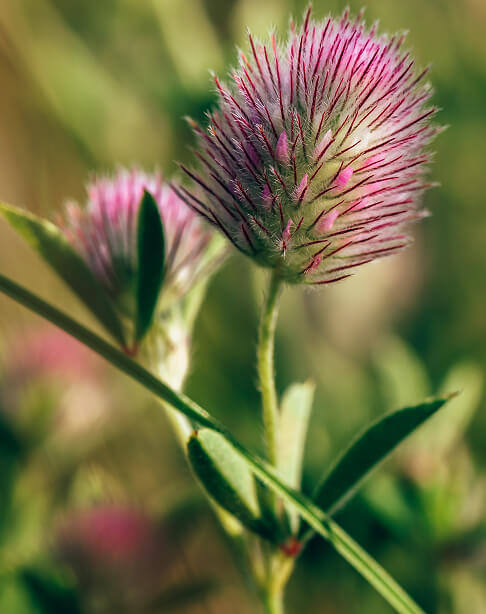 Pink Clover